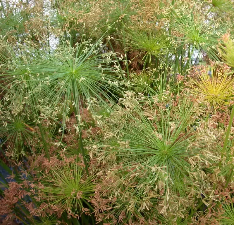 Cyperus percamenthus "Compact Giant Papyrus"