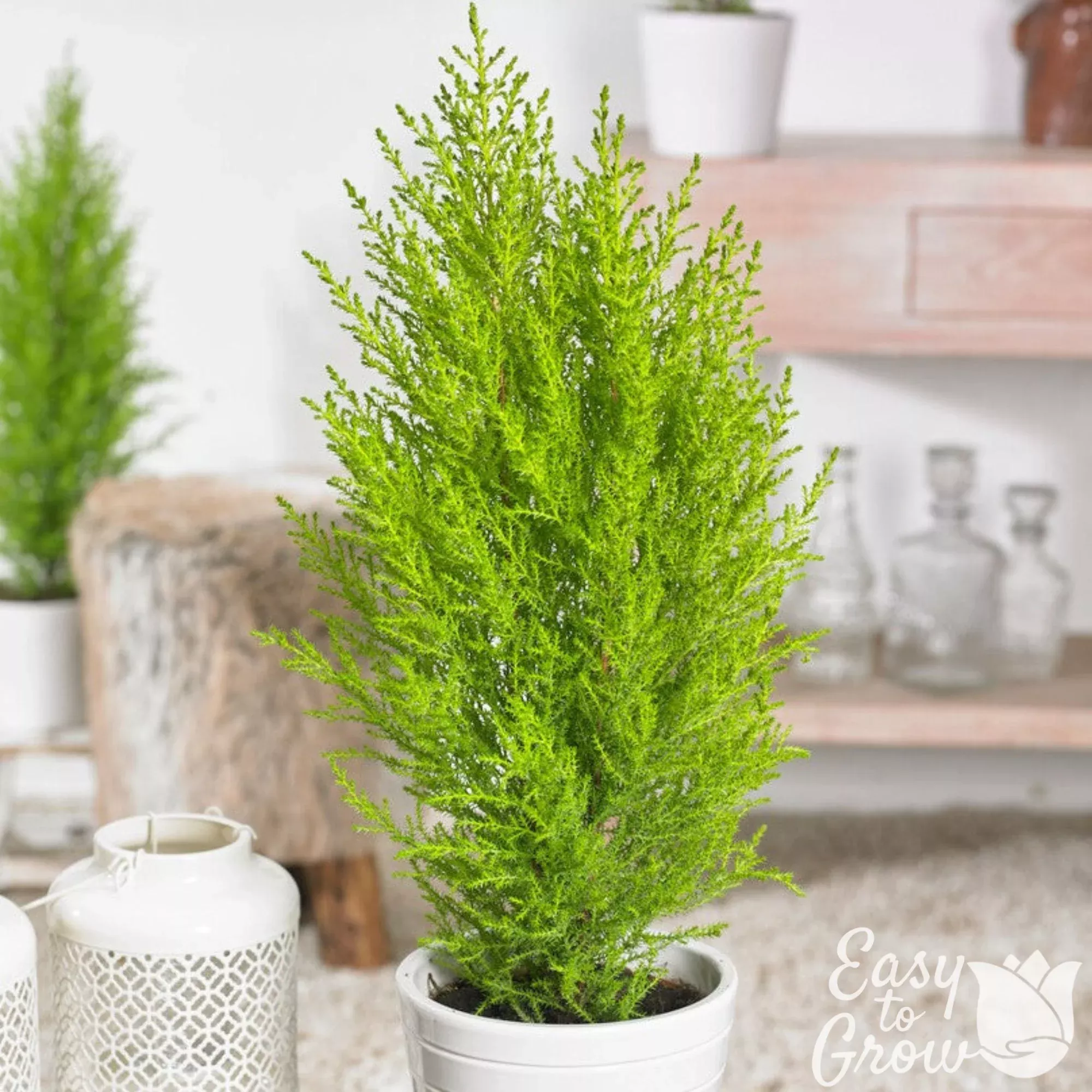 Cypress - Goldcrest Lemon 'Wilma' 2 Pack