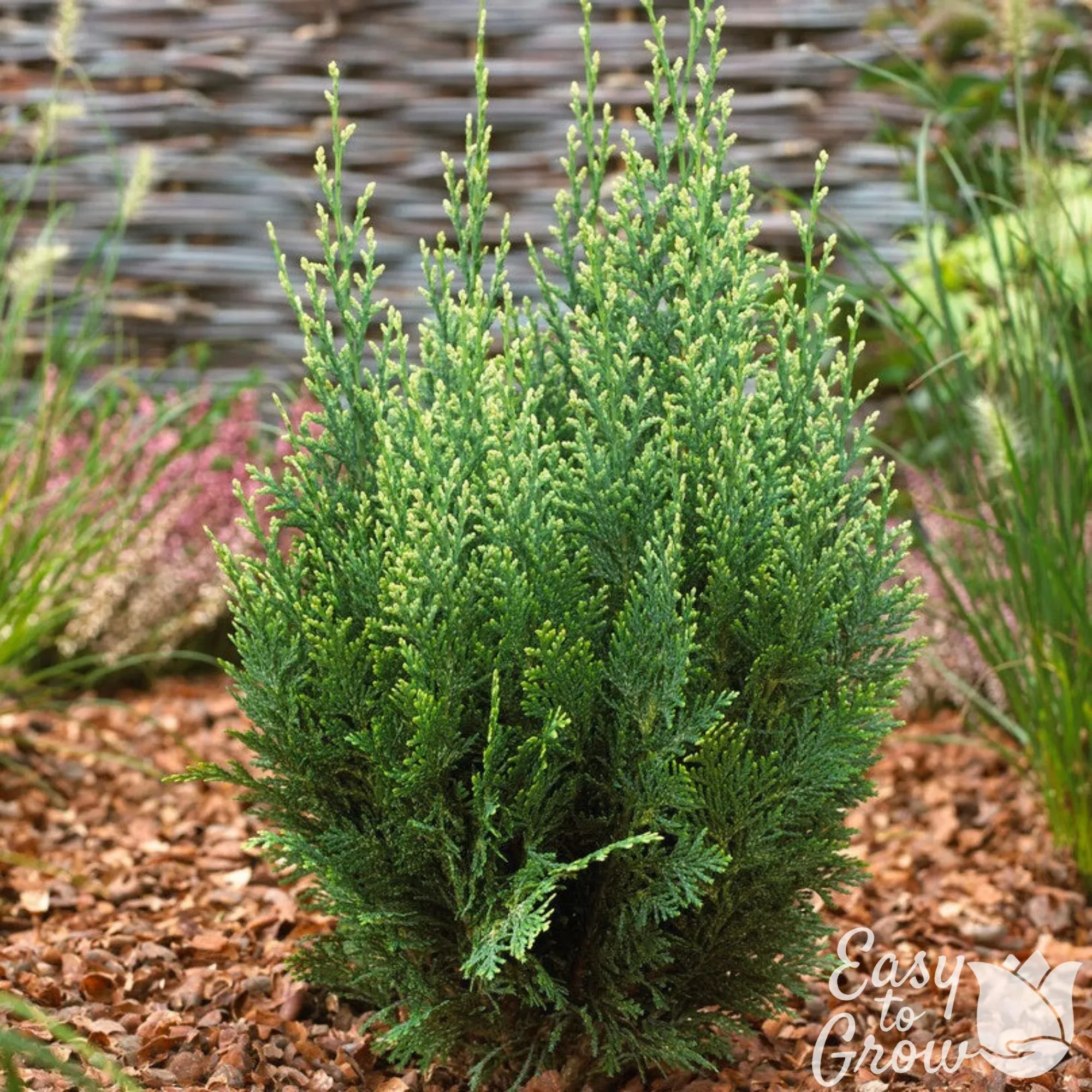 Cypress - Lawsoniana 2 Pack