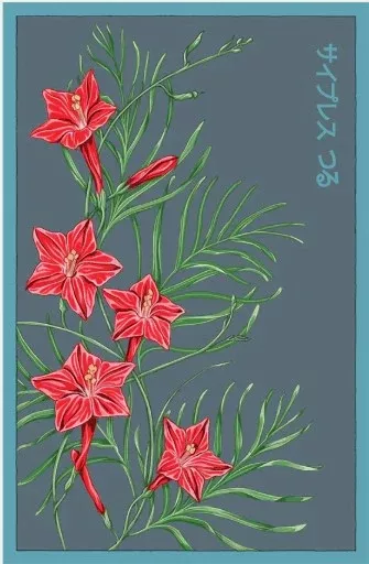Cypressvine Star Glory Flower Seeds Pkt