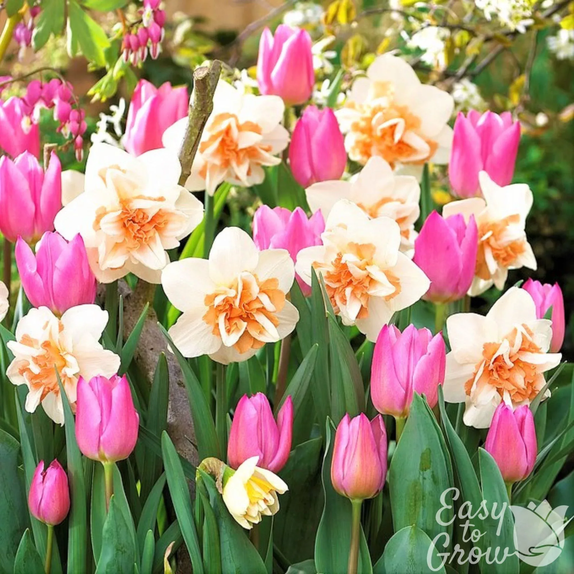 Daffodil & Tulip - Evening Breeze Blend