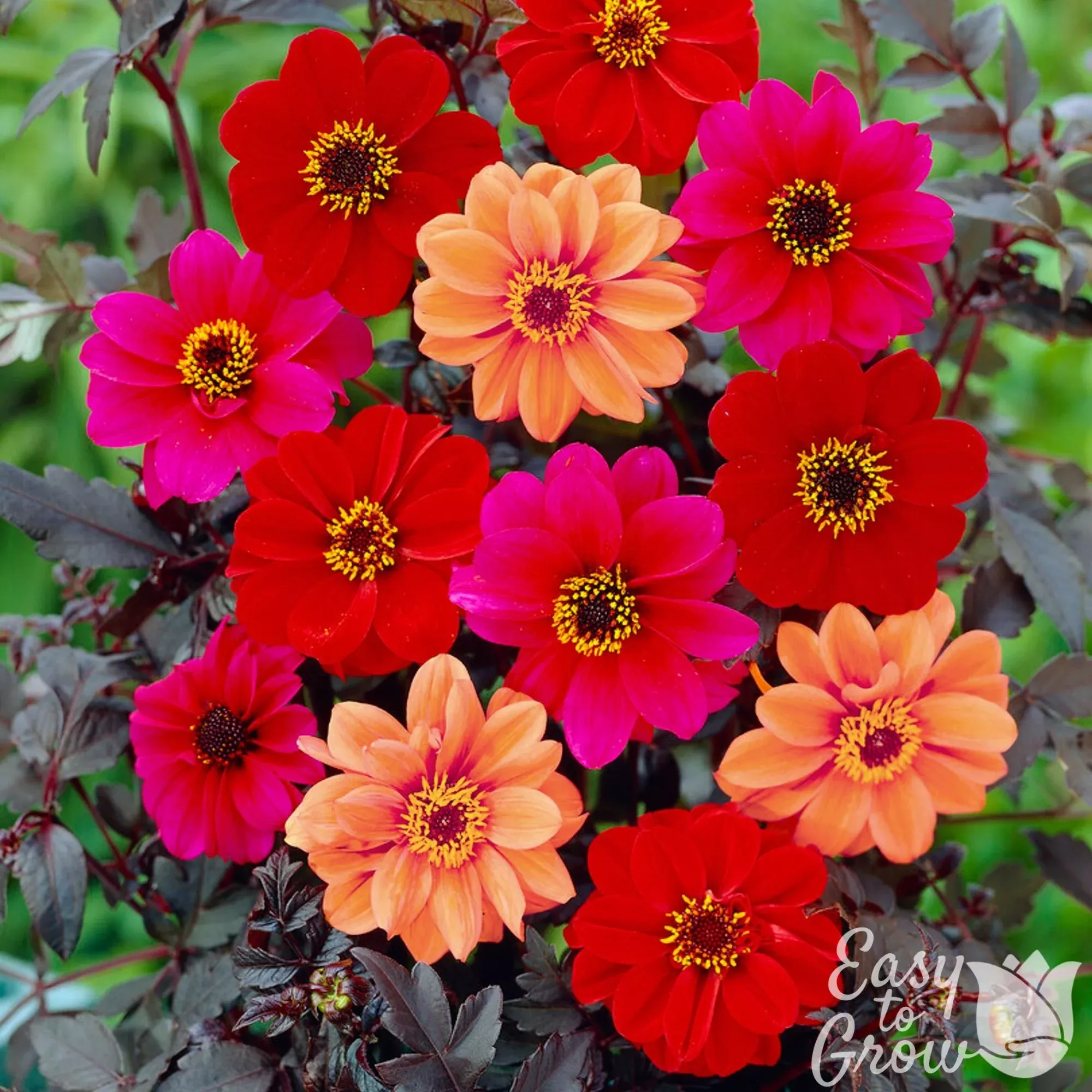 Dahlia - Dark Leaf Collection