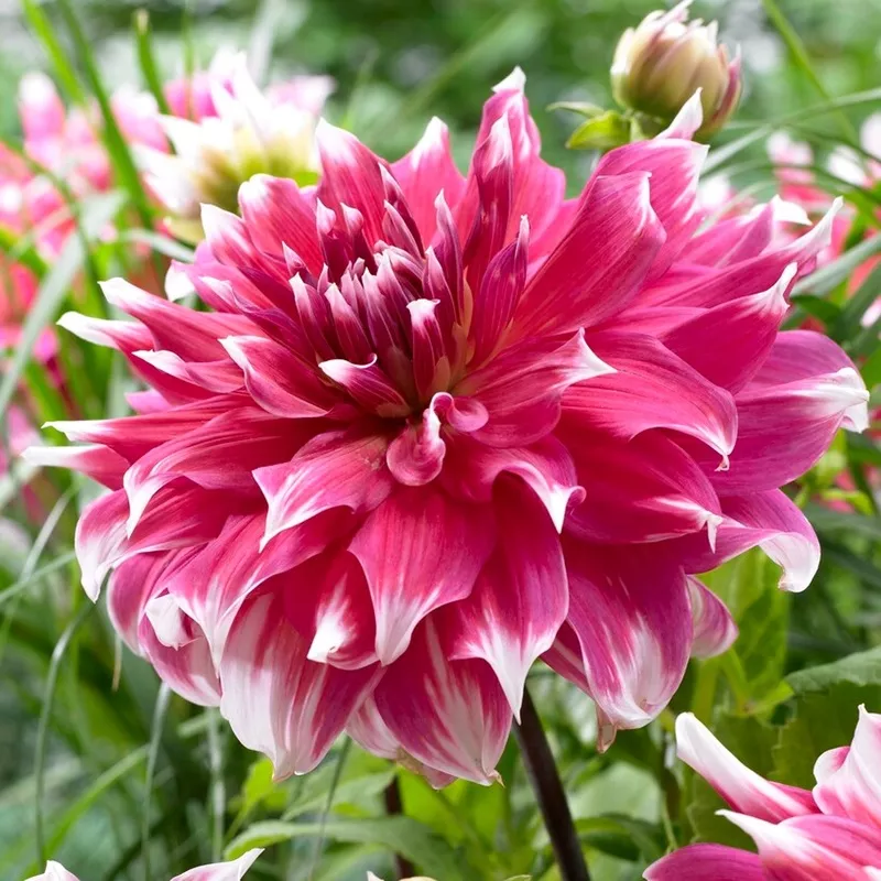 Dahlia - Frost Nip
