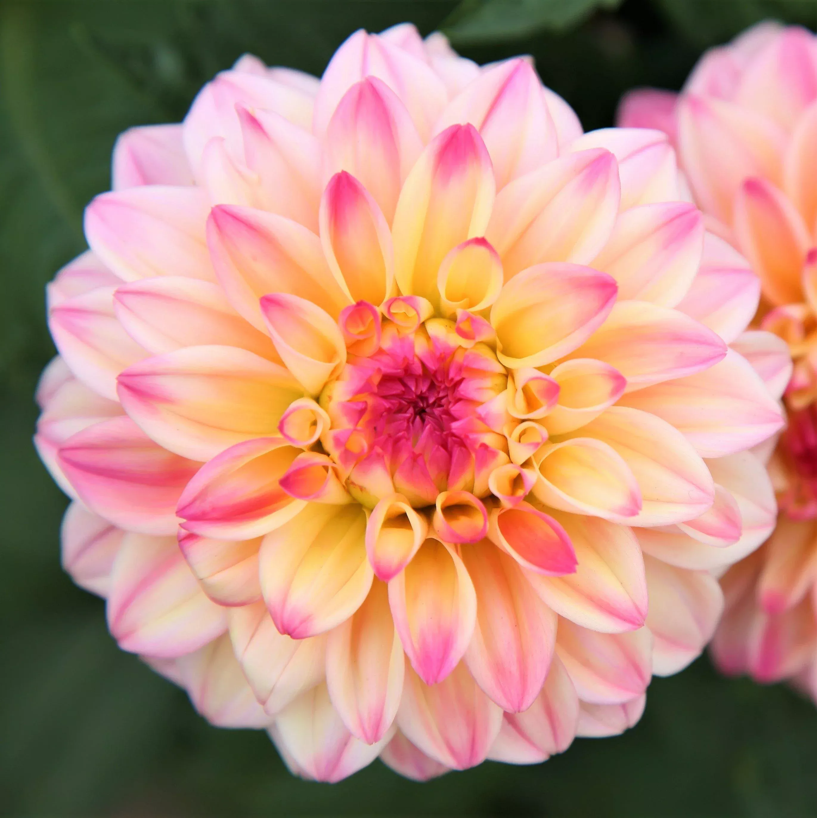 Dahlia - Gallery Secret Glow
