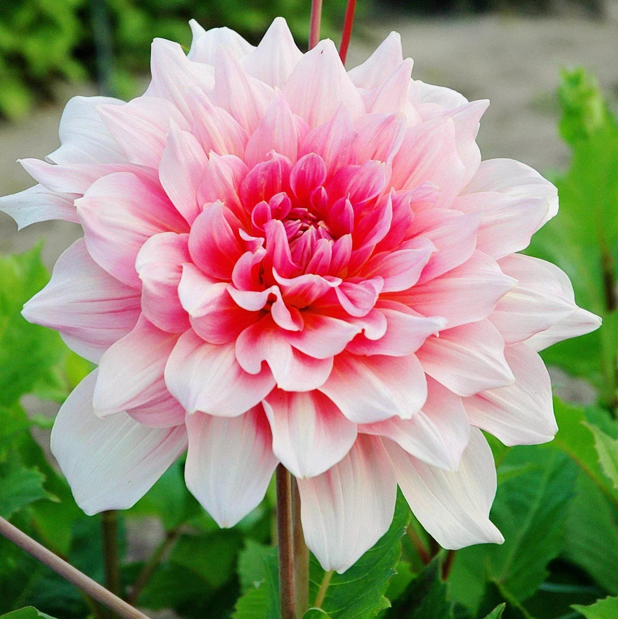 Dahlia - Otto's Thrill