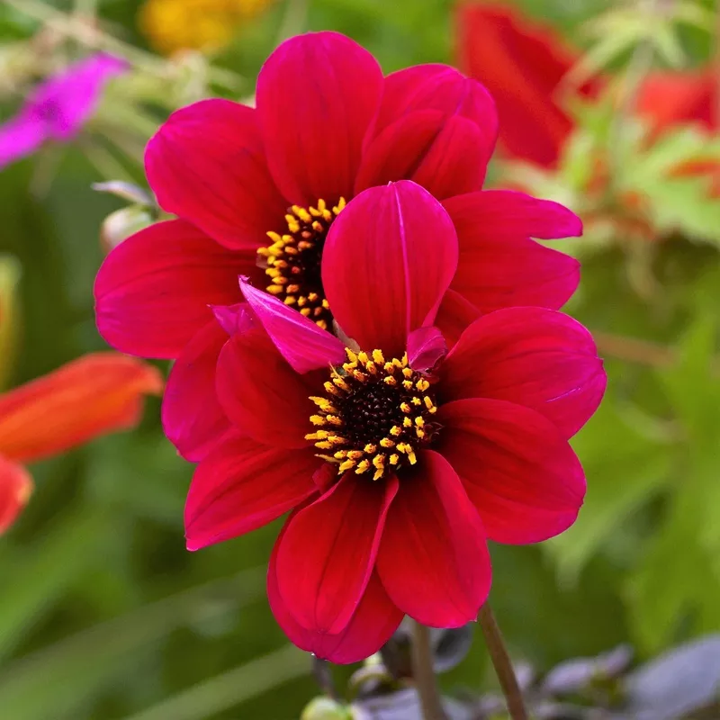 Dahlia – Roxy