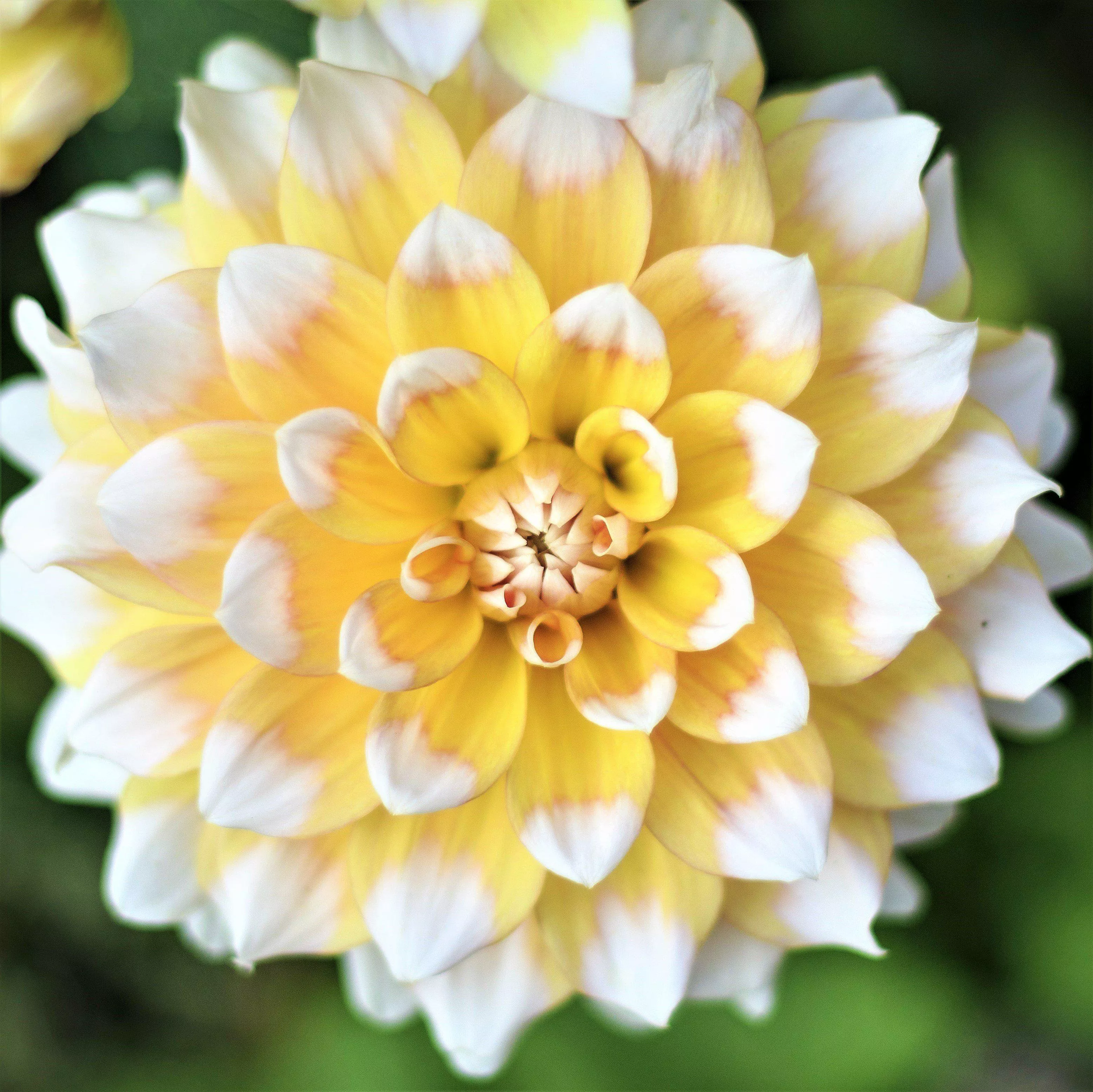 Dahlia - Seattle