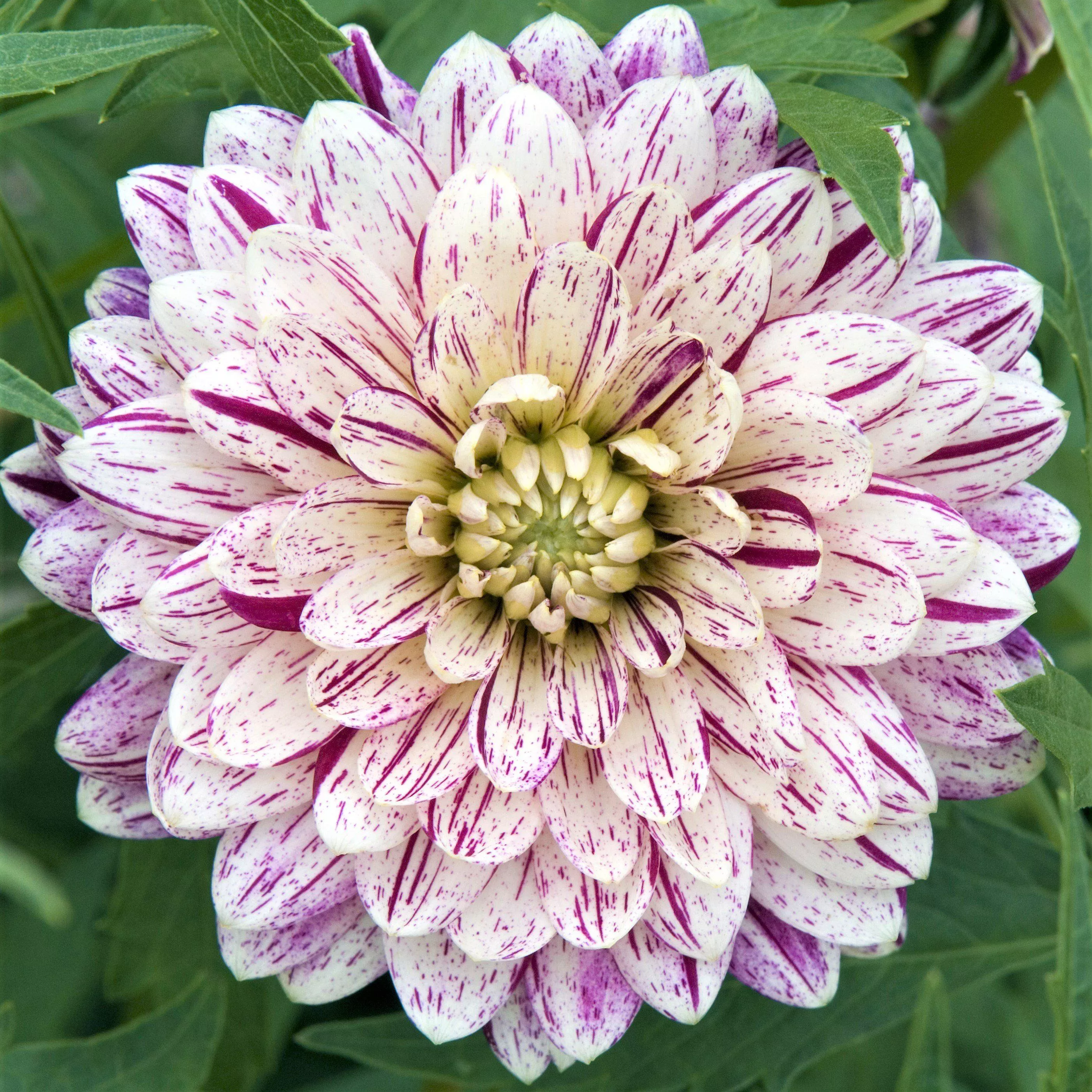 Dahlia - Smokey