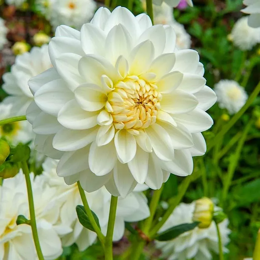Dahlia - Snow Country