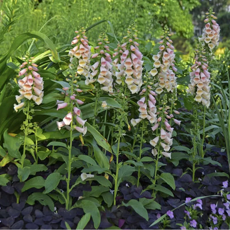 ‘Dalmatian Peach’ Foxglove (Digitalis)