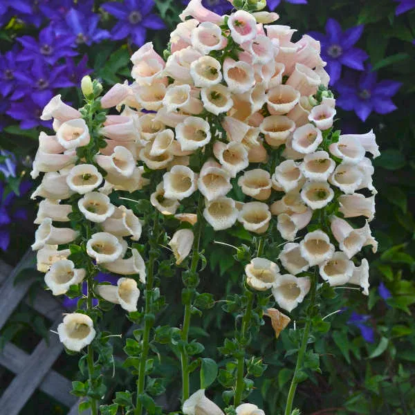 ‘Dalmatian Peach’ Foxglove