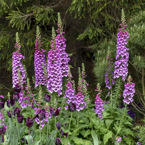 ‘Dalmatian Purple’ Foxglove
