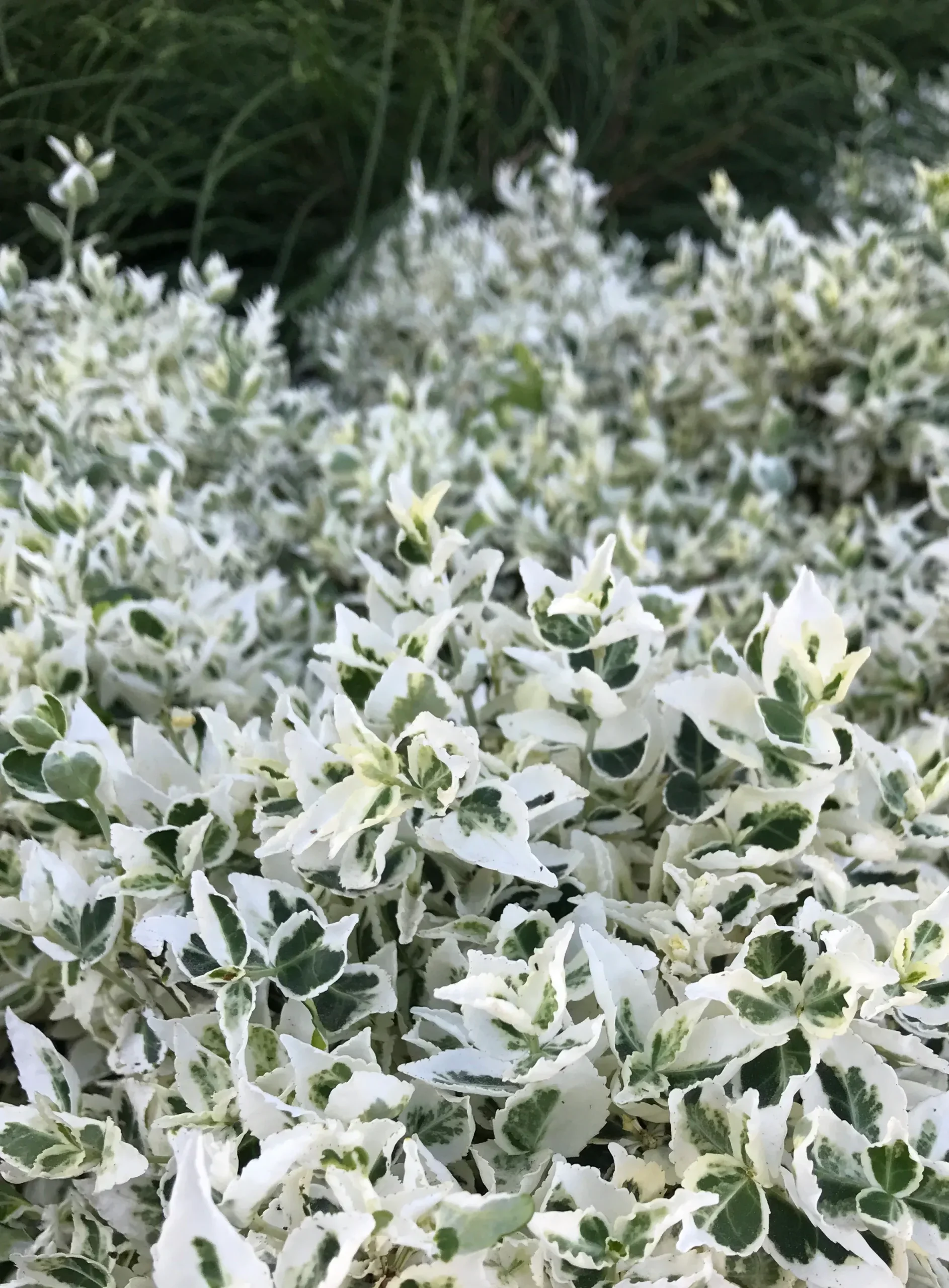 Dan's Delight Euonymus