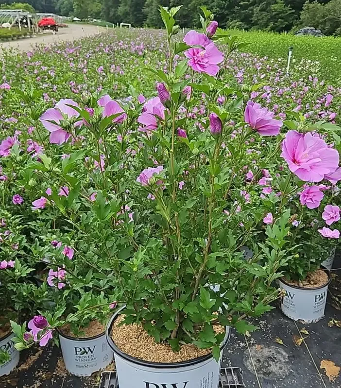 Dark Lavender Chiffon Rose of Sharon
