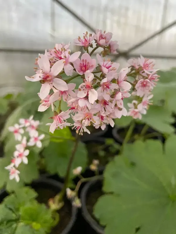 Darmera Peltiphyllum "Indian Rhubarb"