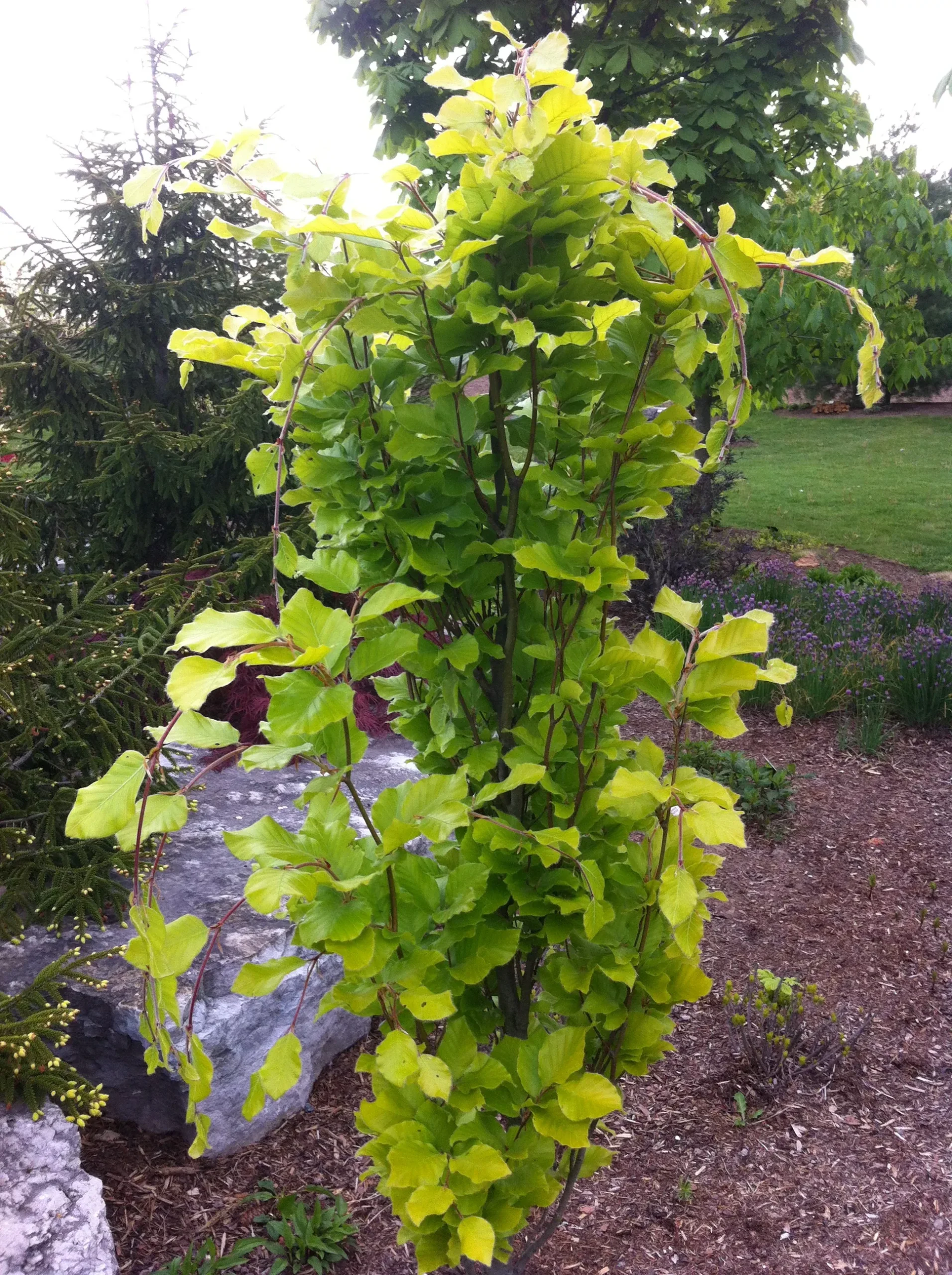 Dawyck Gold Beech