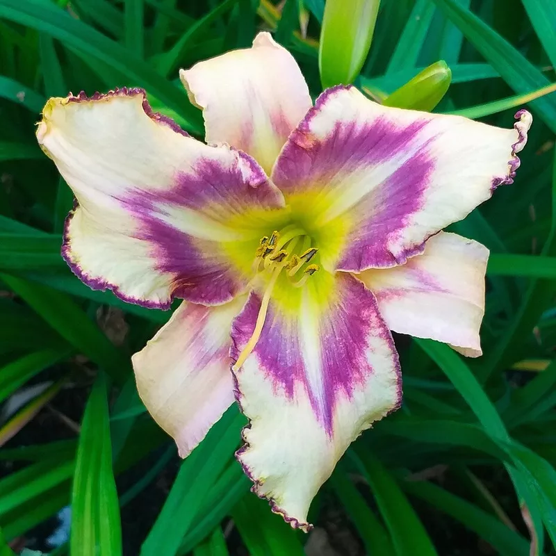 Daylily - Destined to See