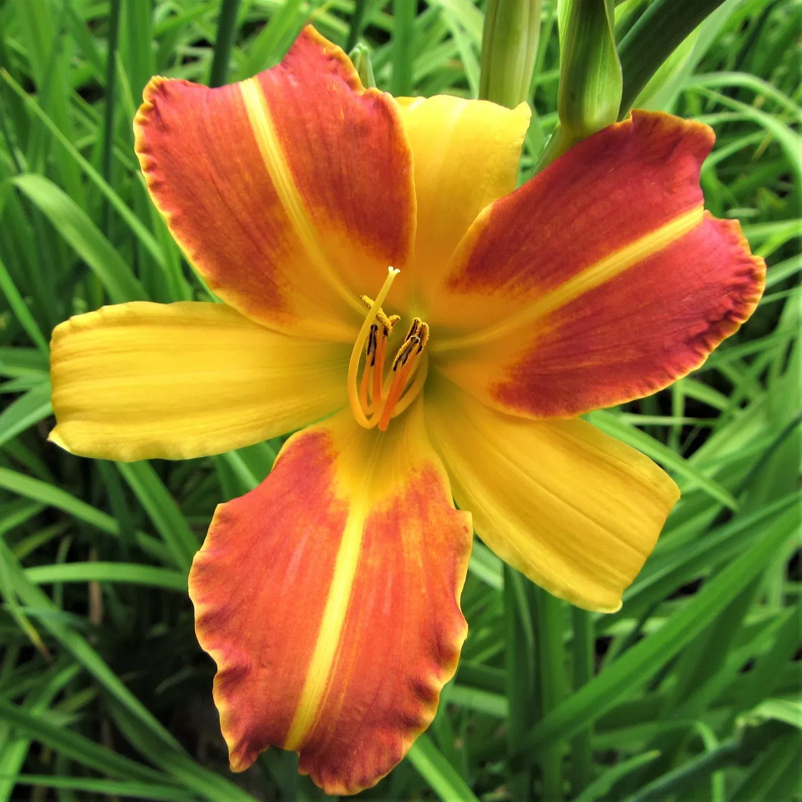 Daylily - Frans Hals