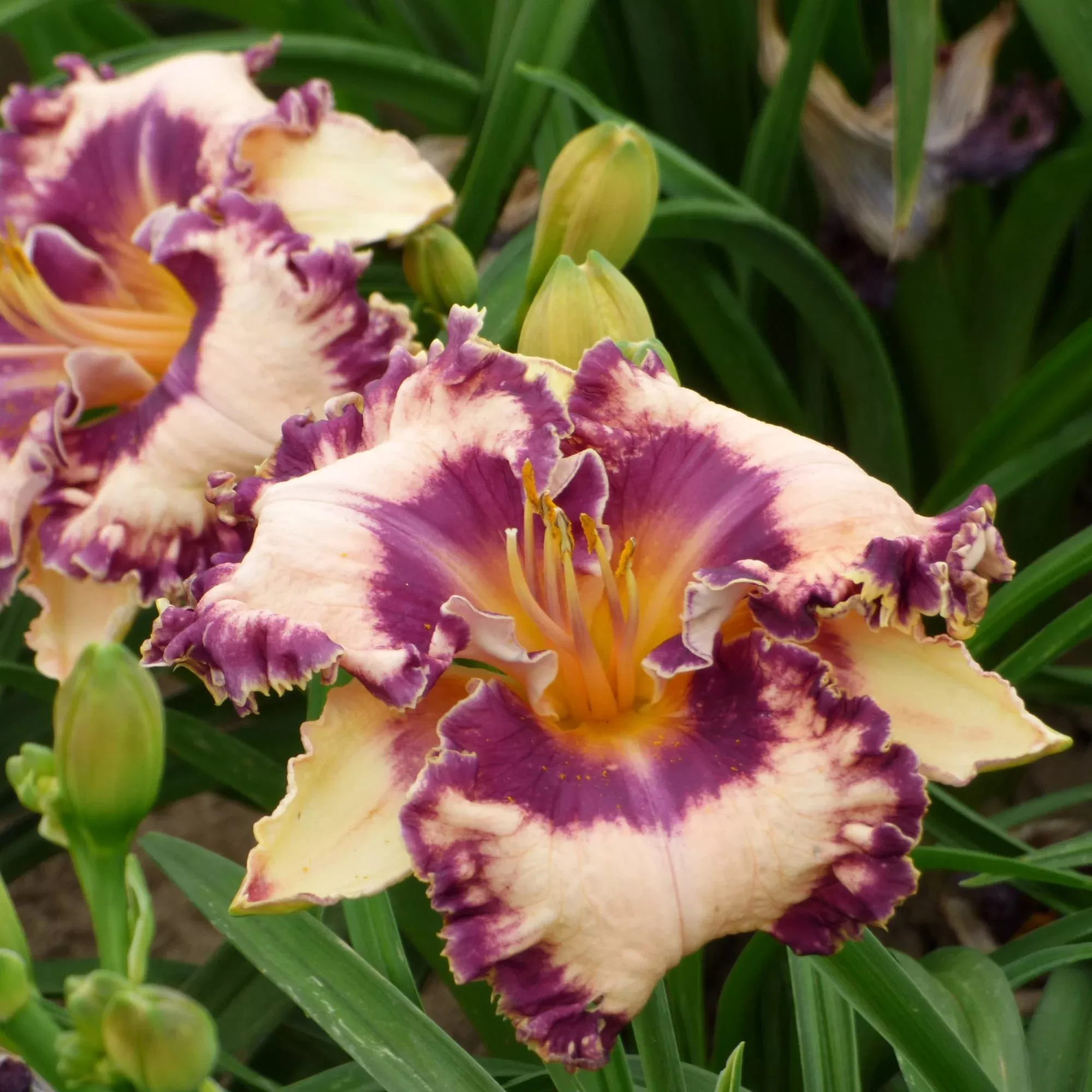 Daylily - Hanalei Bay