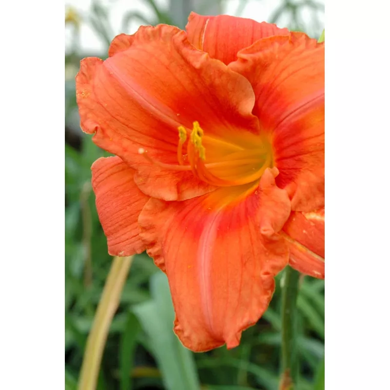 Daylily - South Seas