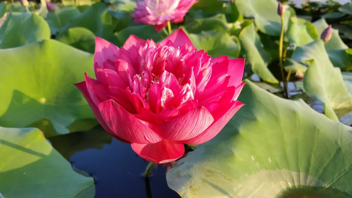 Deepest Loving - Lotus