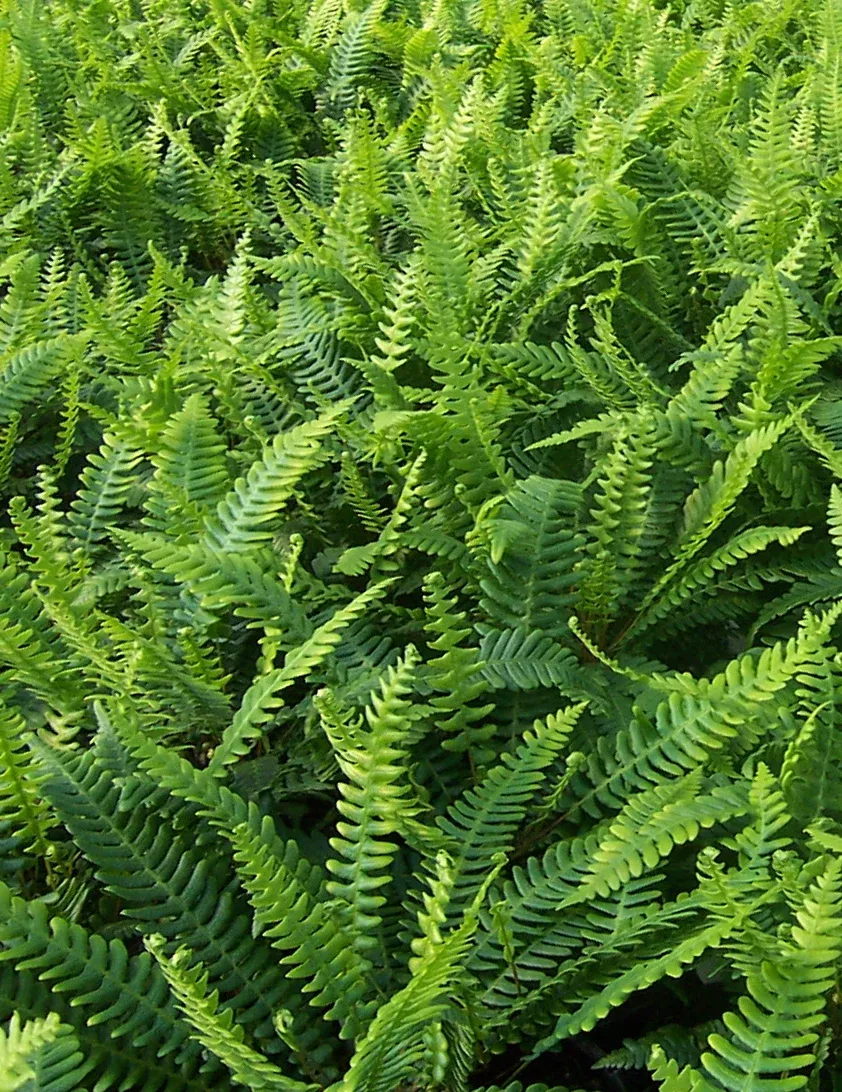 Deer Fern