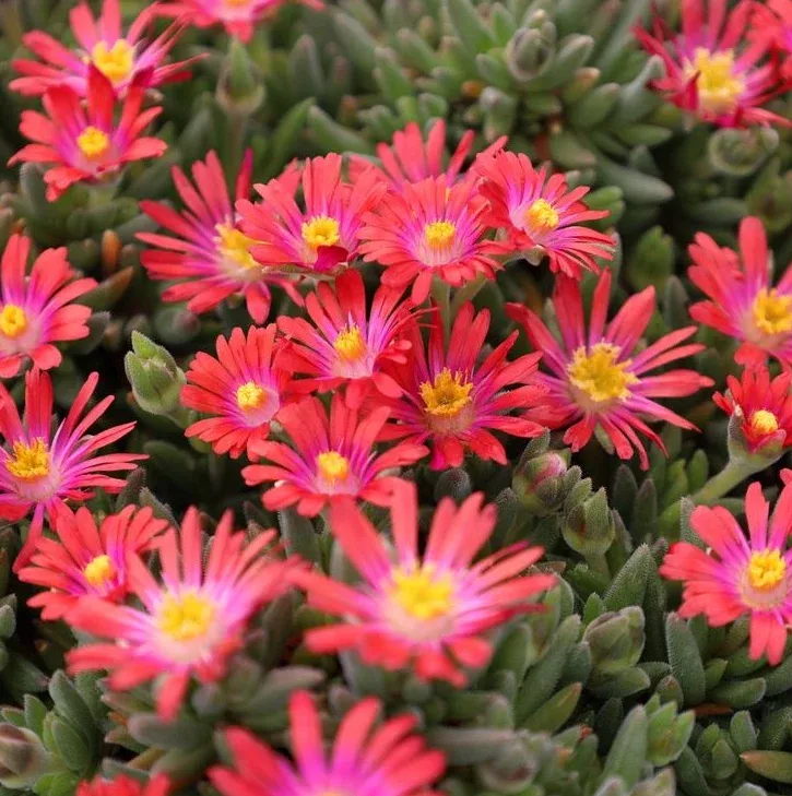 Delosperma, Garnet Jewel Of Desert
