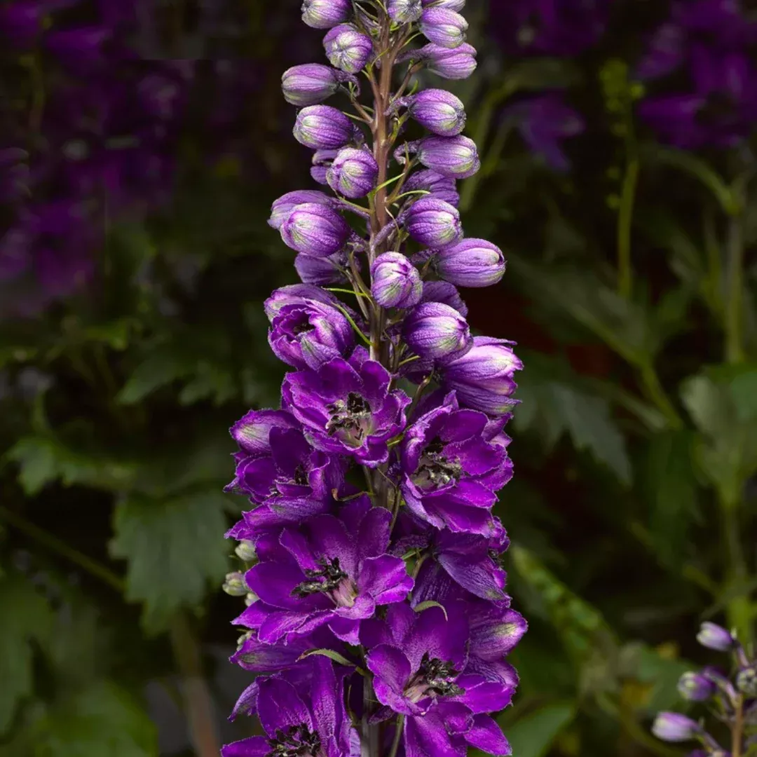 Delphinium 'Dark Blue/Dark Bee'