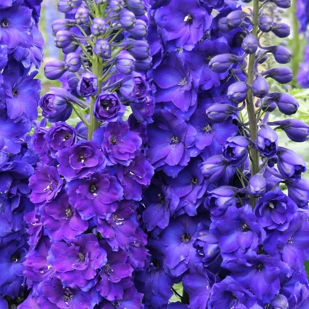 Delphinium 'Pagan Purples'