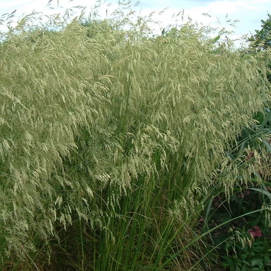 Deschampsia 'Goldschleier'