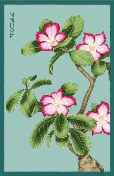 Desert Rose Indoor Seeds Packet