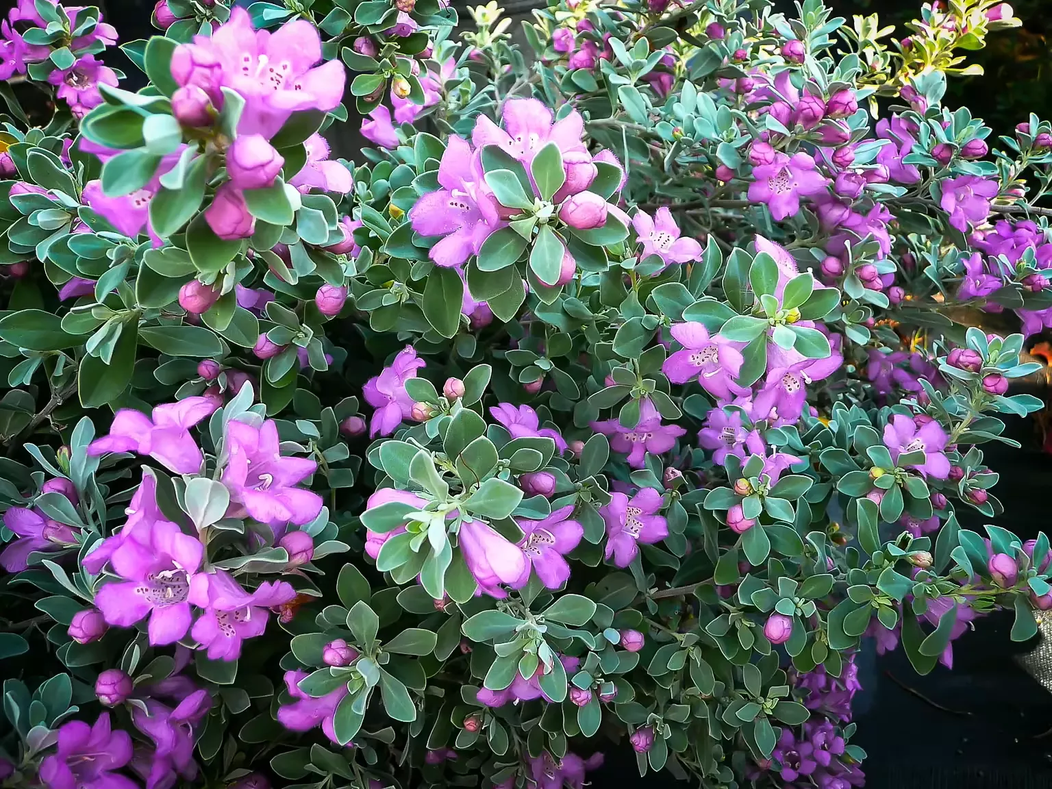 'Desperado' Texas Sage