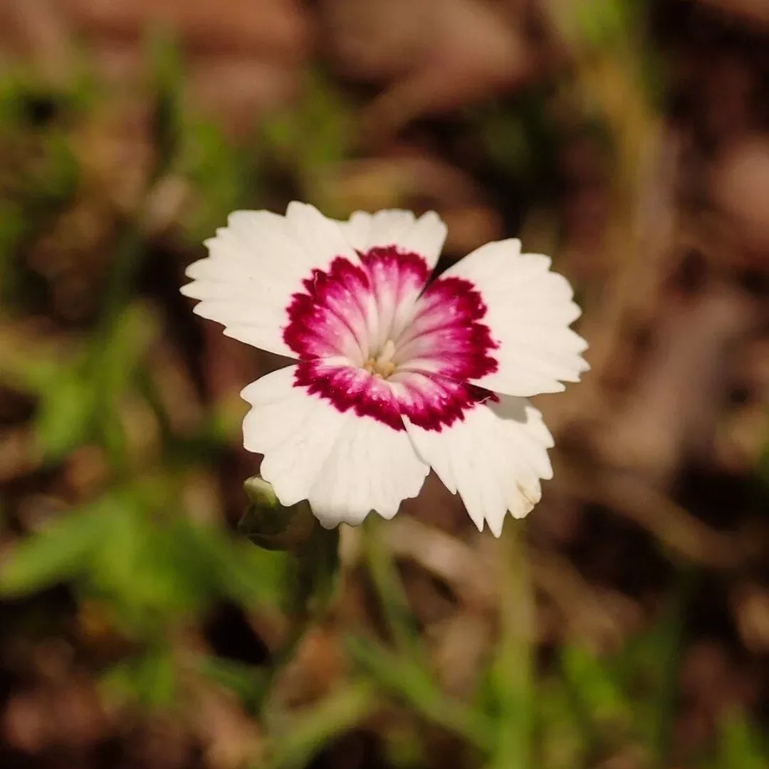 Dianthus 'Arctic Fire'