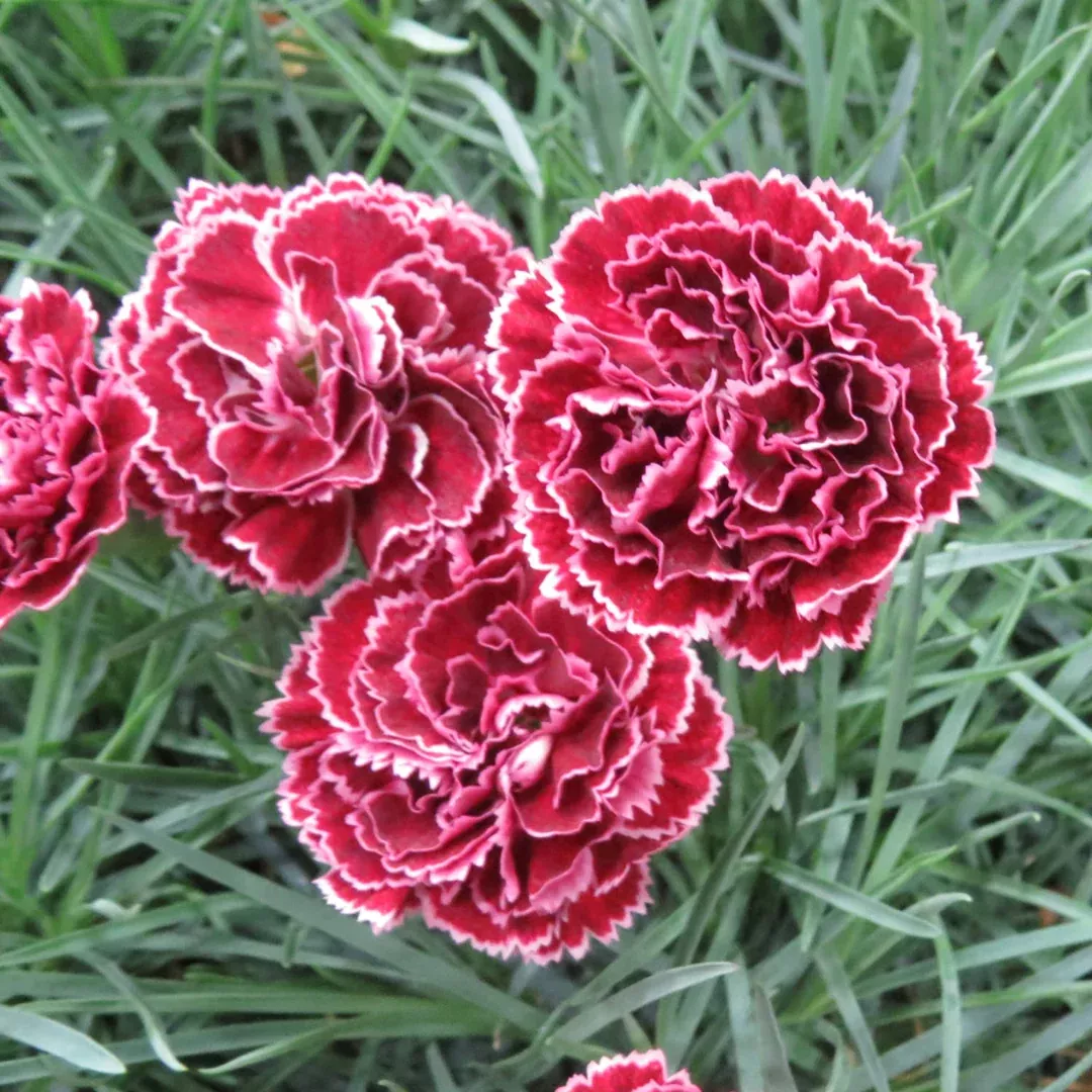 Dianthus 'Black Cherry Frost'