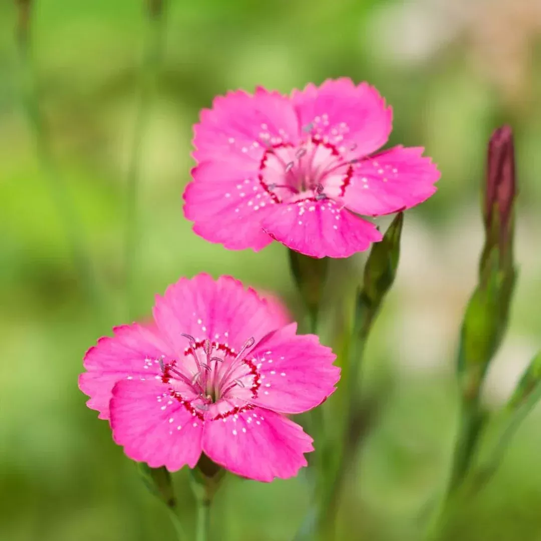 Dianthus 'Brilliant'