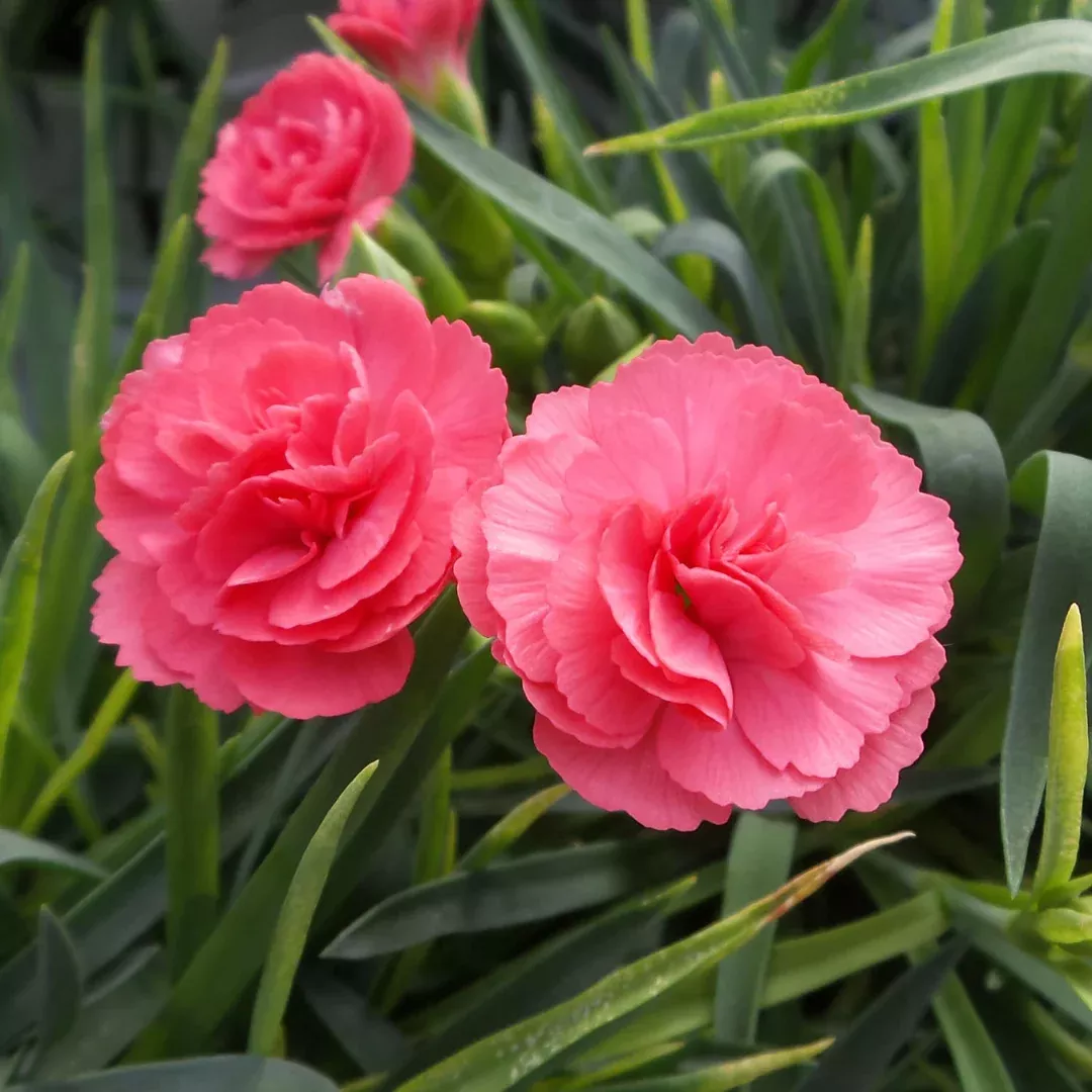 Dianthus 'Classic Coral'