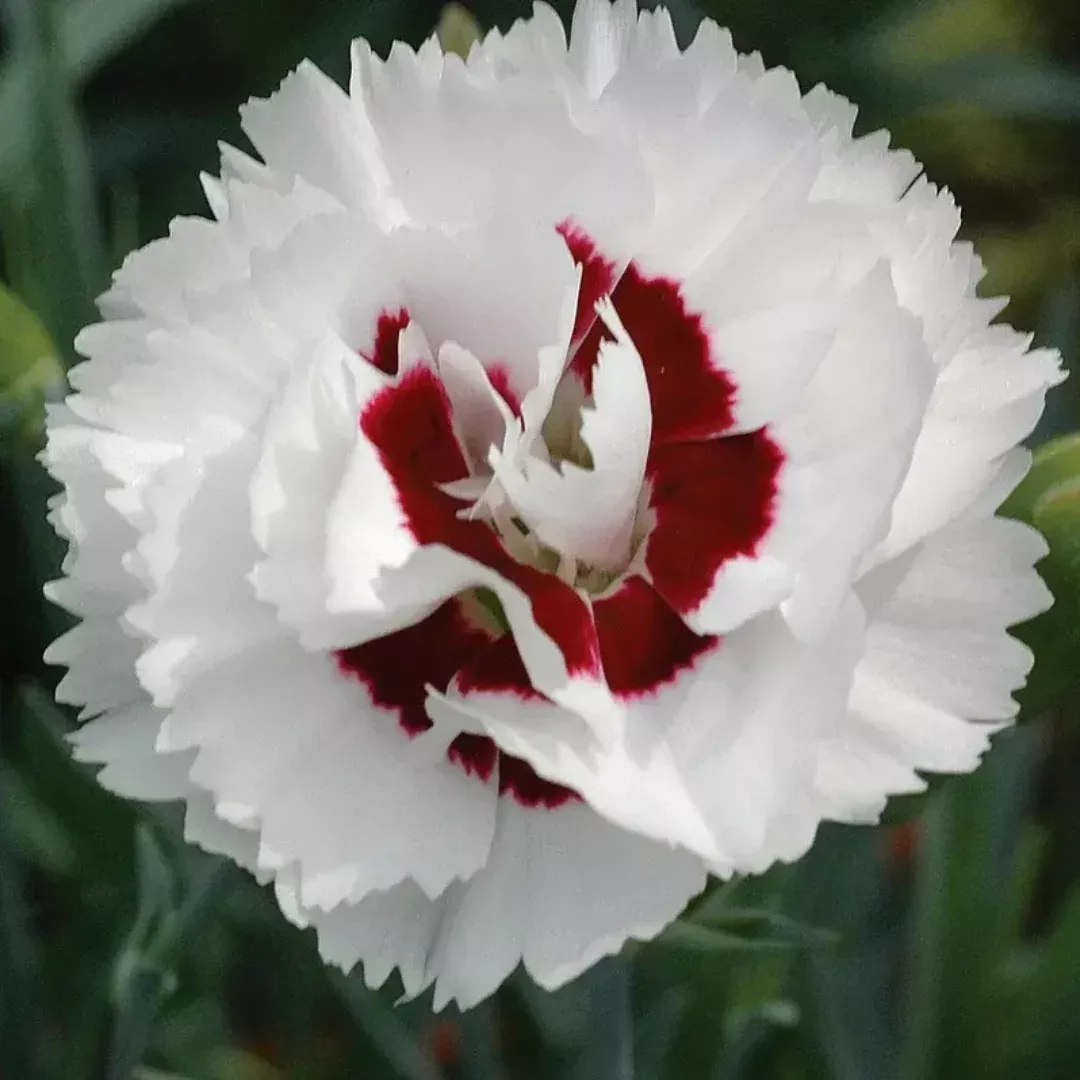 Dianthus 'Coconut Surprise'