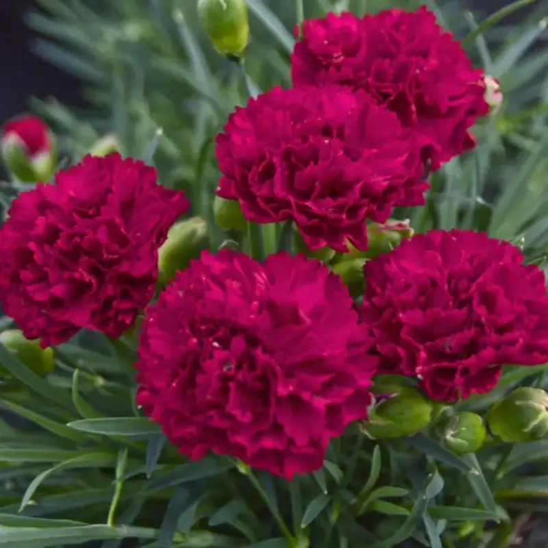 Dianthus 'Cranberry Cocktail'