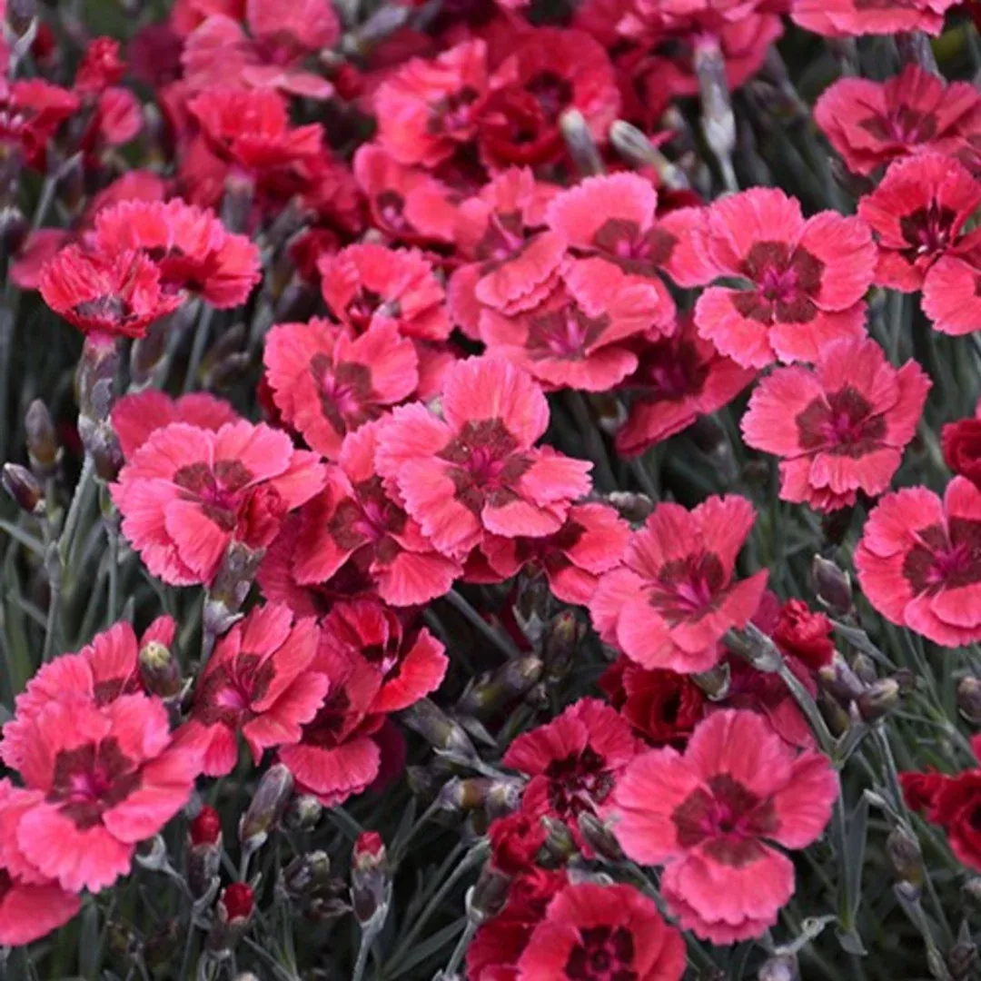 Dianthus 'Eastern Star'