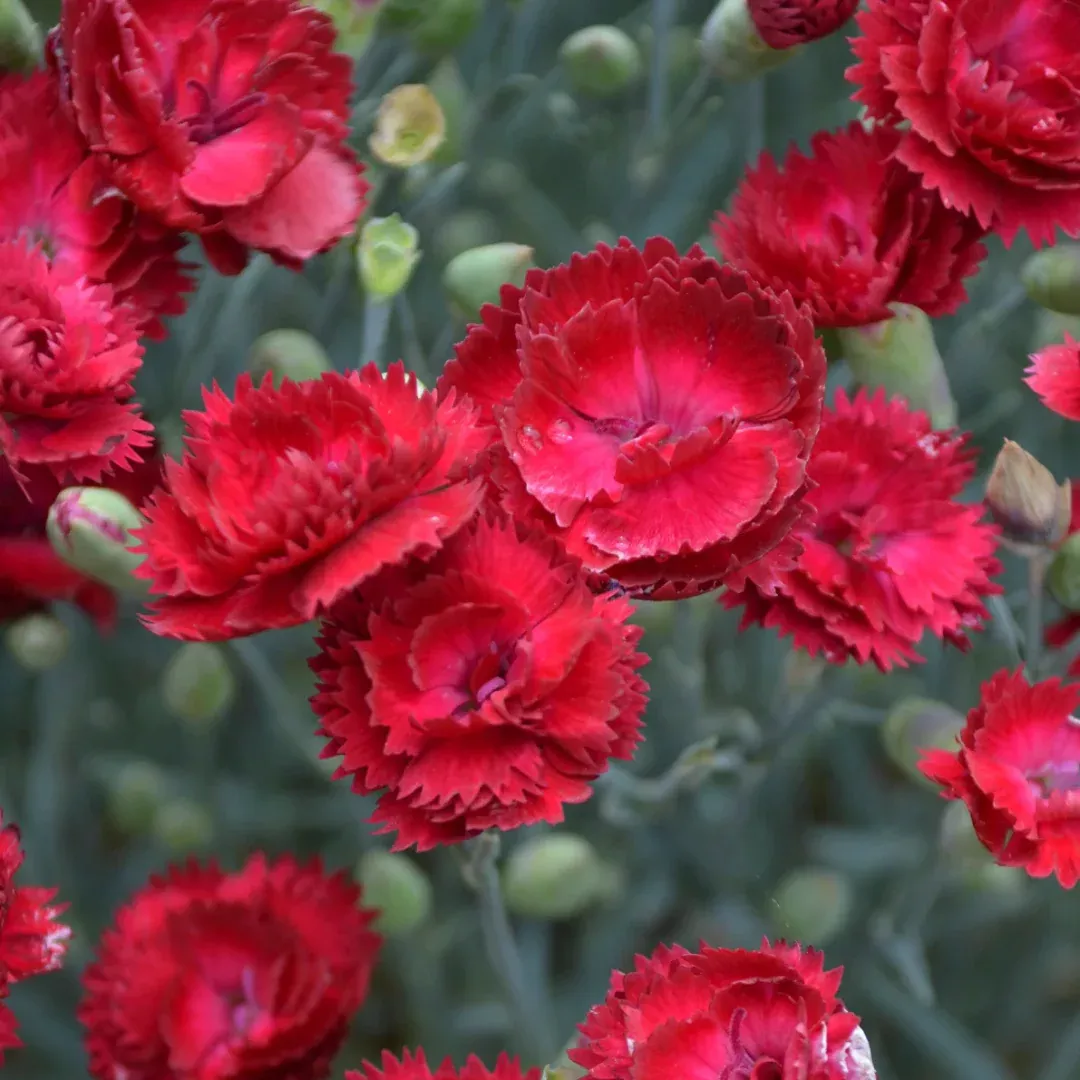 Dianthus Electric Red