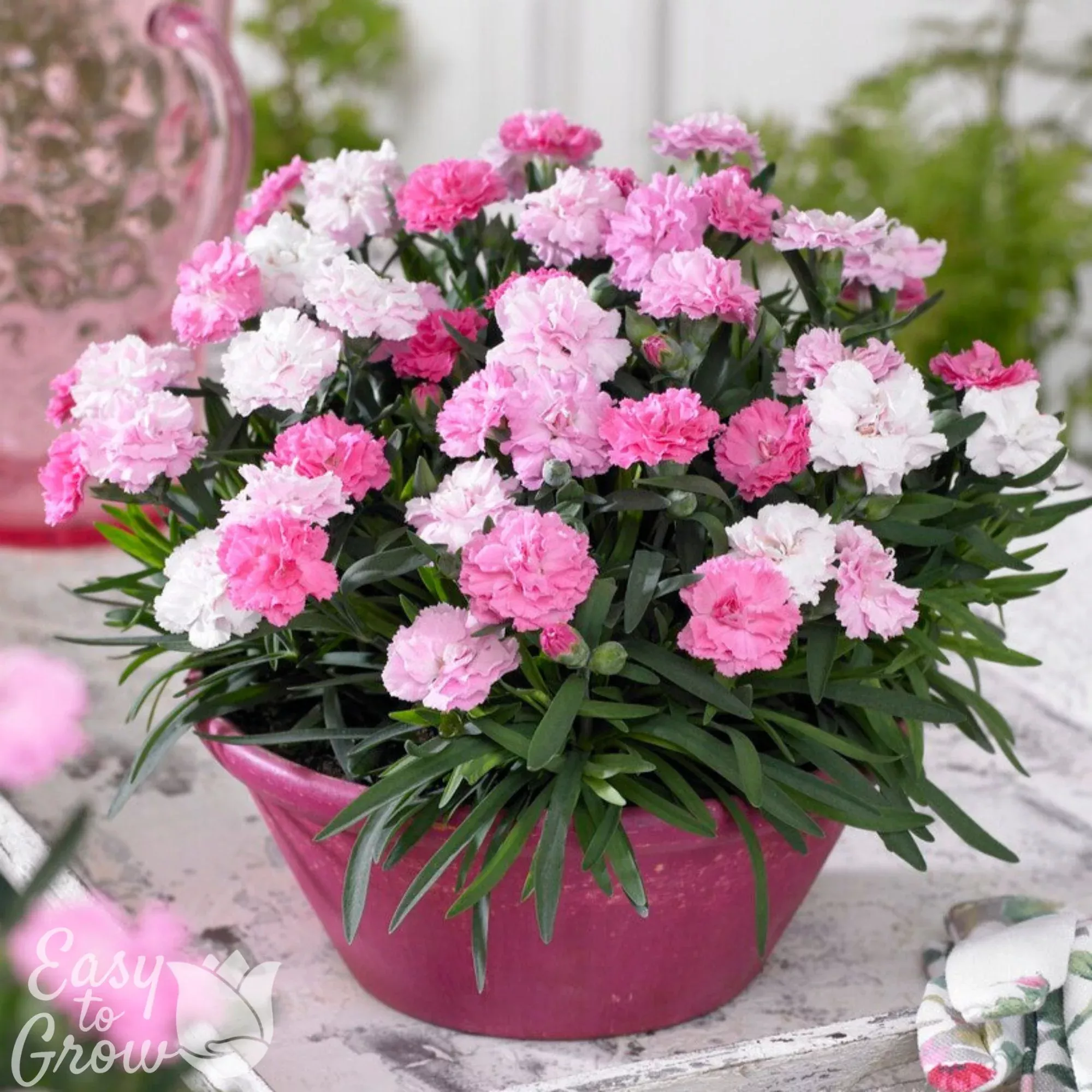 Dianthus - Everlast Pink to White Potted Plant 2 Pack