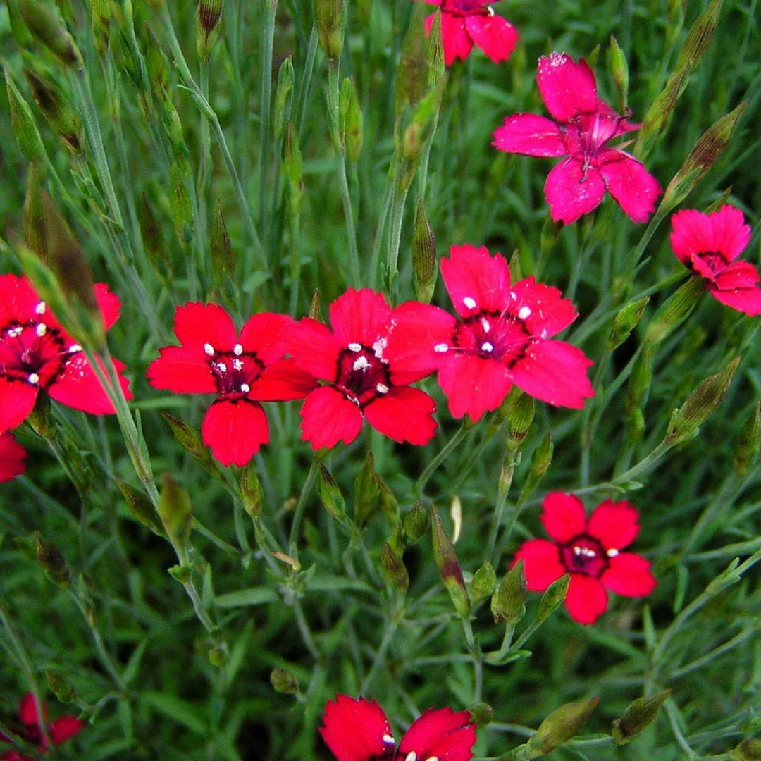 Dianthus 'Flashing Light'
