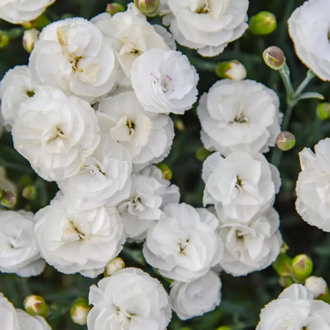 Dianthus Fruit Punch 'Whipped Cream'