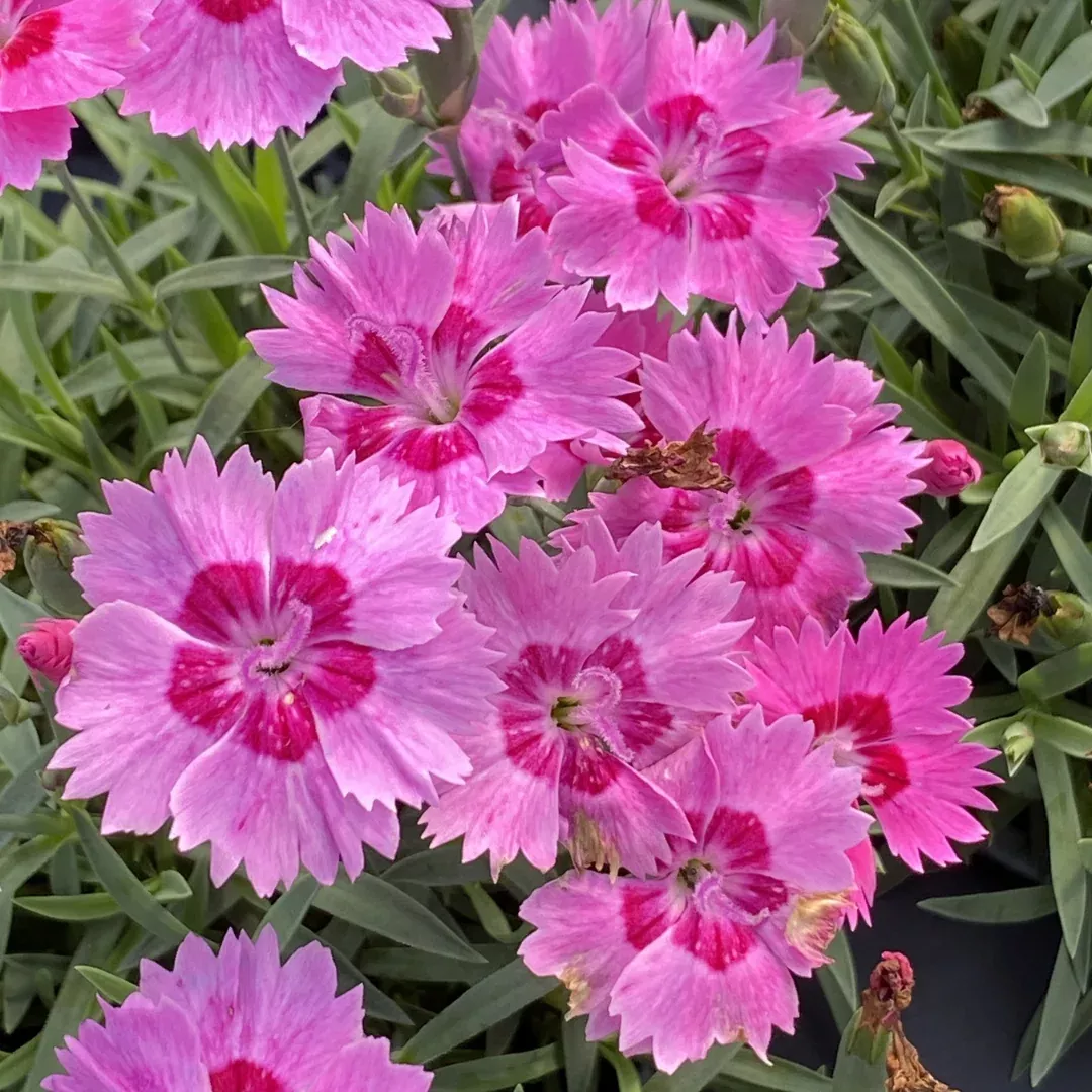 Dianthus 'Paint Town Fancy'