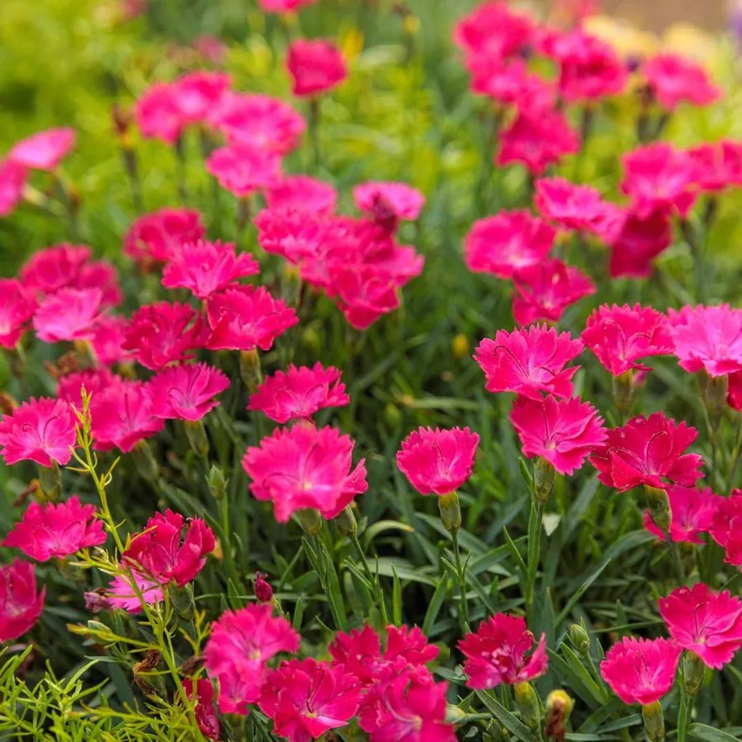 Dianthus 'Paint Town Magenta'