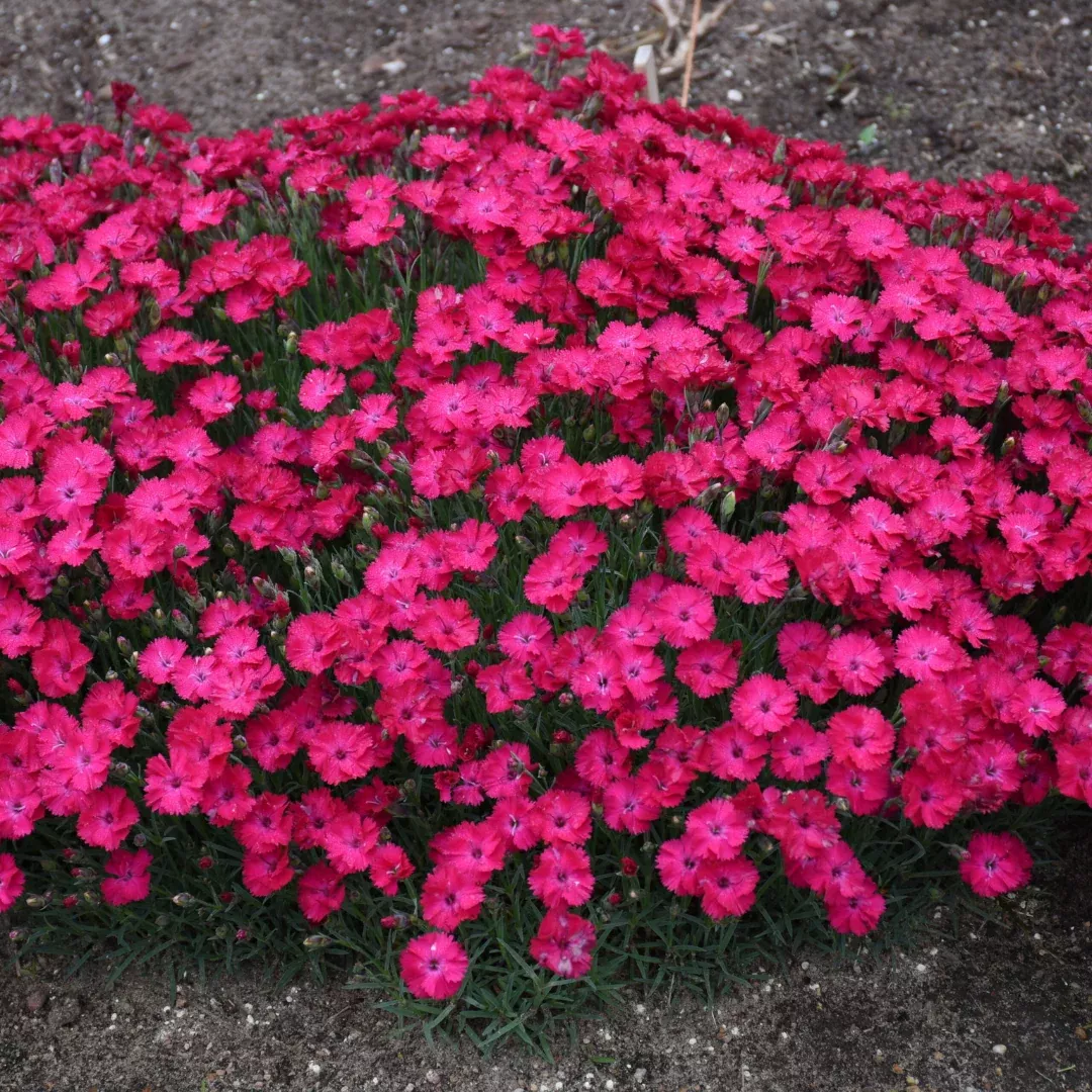 Dianthus 'Paint Town Red'