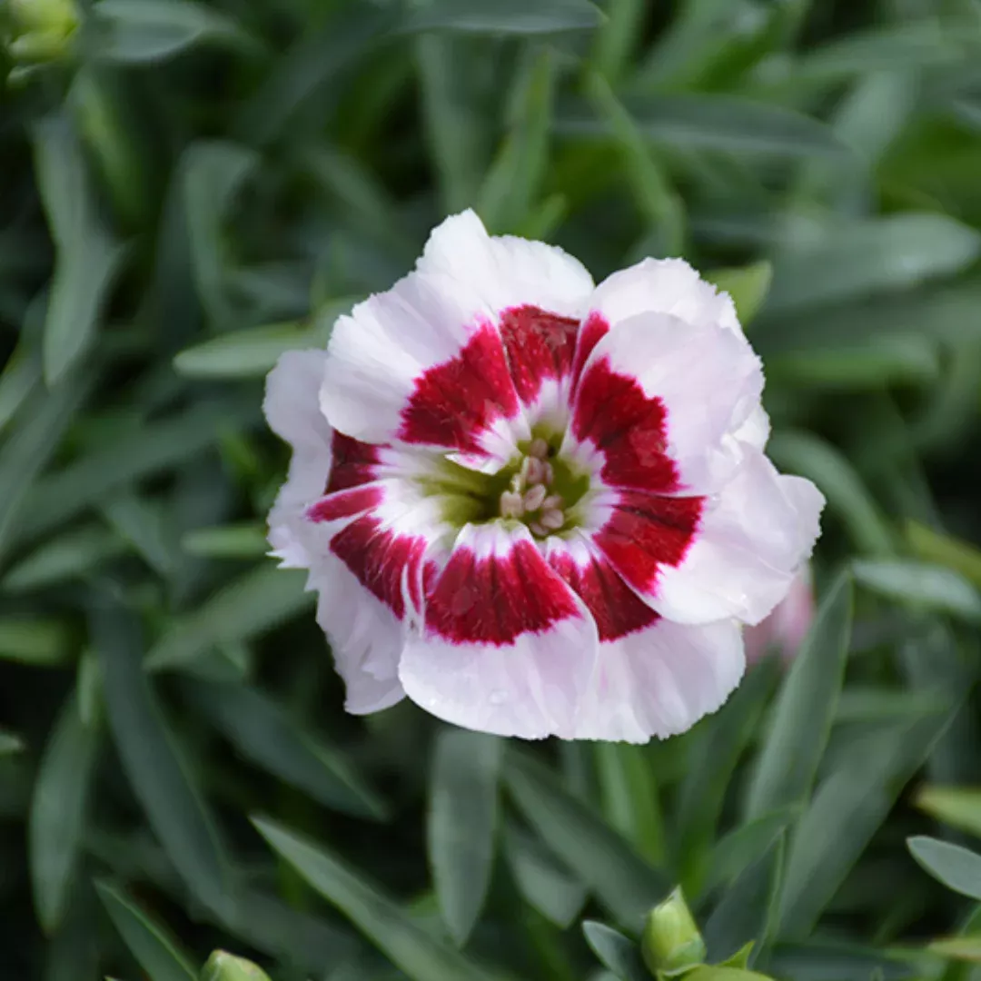 Dianthus 'Pretty Poppers Kiss and Tell'