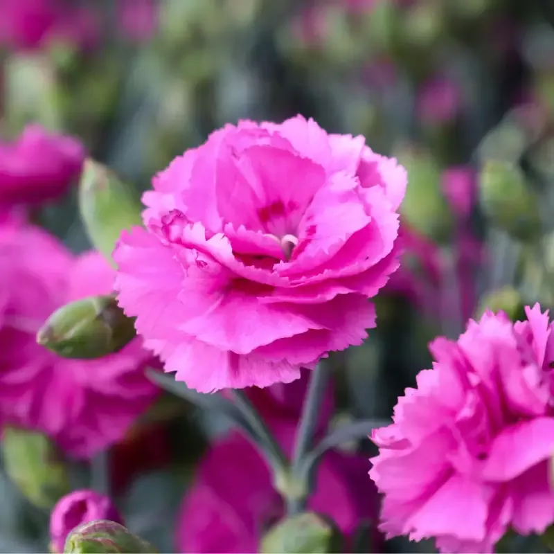 Dianthus 'Tickled Pink'