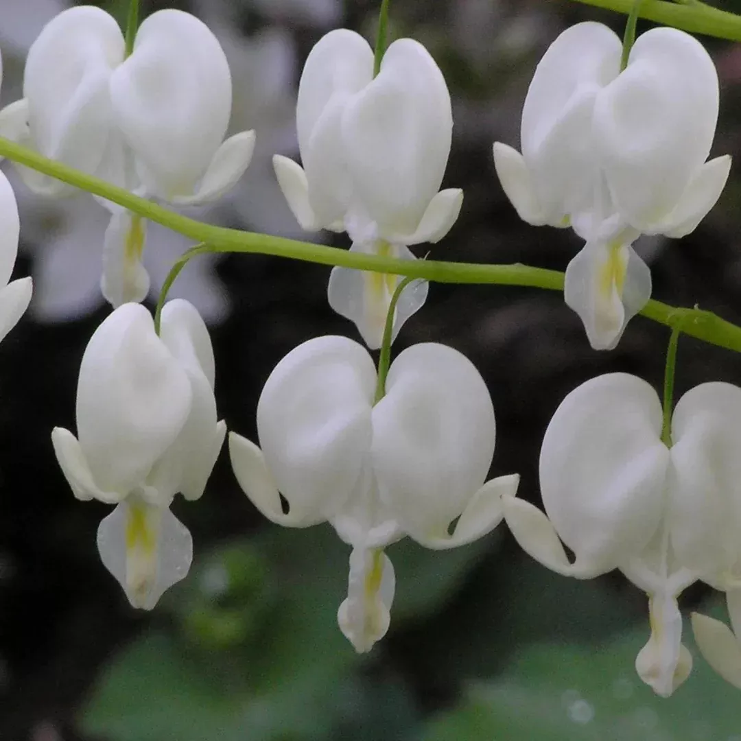 Dicentra 'Alba'