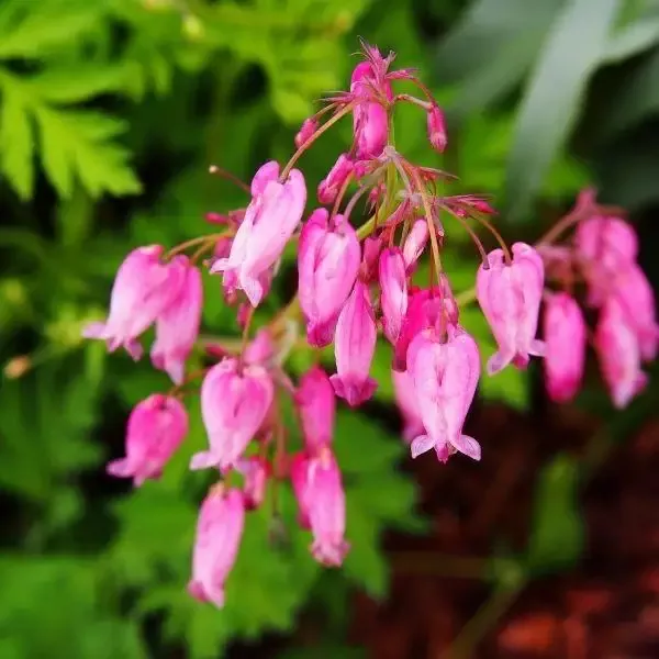 Dicentra 'Amore Rose'